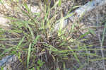 Thin paspalum